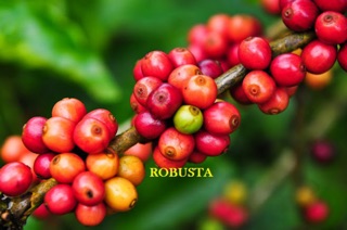 Cà phê bột pha Cầu Đất Đà Lạt 500g  loại 2 A008