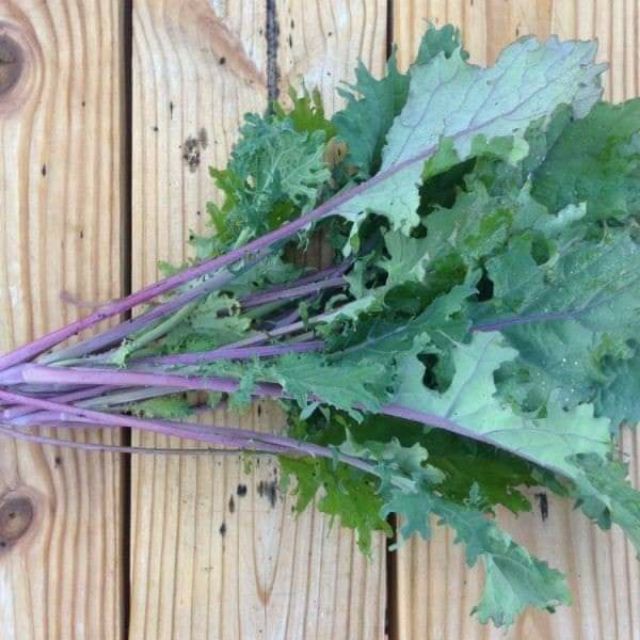 KALE RED RUSSIAN