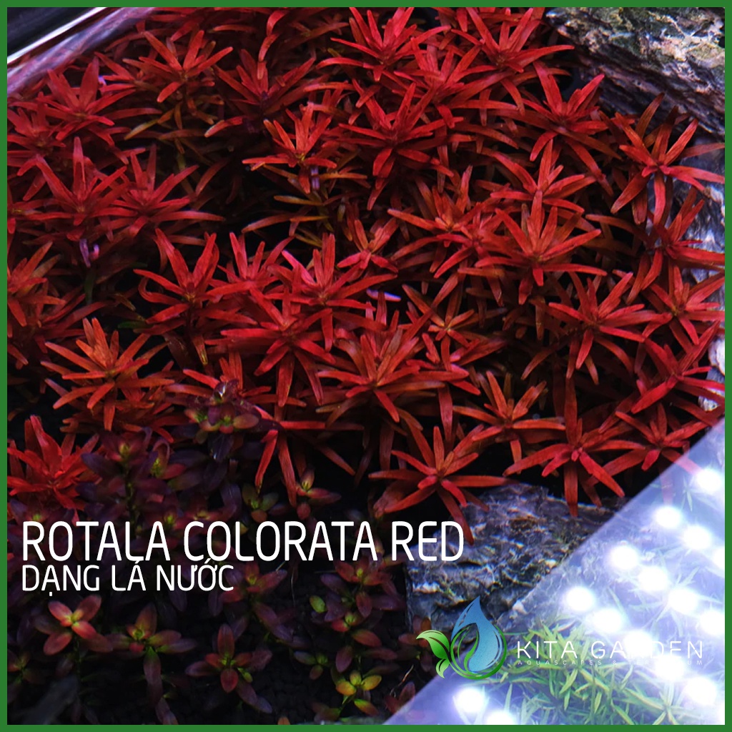 Cây thủy sinh vảy ốc siêu đỏ - Rotala Colorata Red - Dễ Trồng - Cây Dạng Cạn