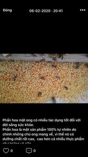 Phấn hoa 1 kg