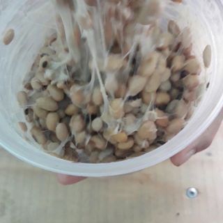 natto tươi siêu sạch 1kg