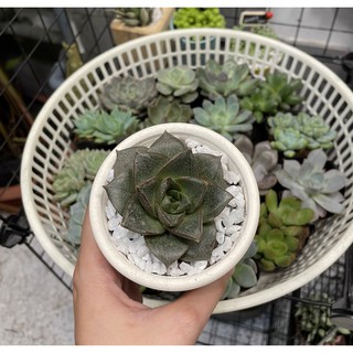 Combo SEN ĐÁ để bàn kèm chậu đất nung miệng loe (TẶNG ĐẤT + SỎI, sen ngẫu nhiên)
