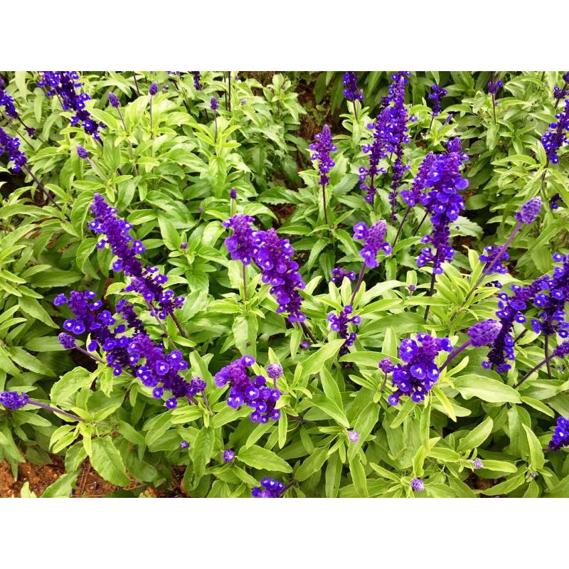 Hạt Giống Hoa Nữ Hoàng Xanh Xôn Xanh Blue 20 HẠT