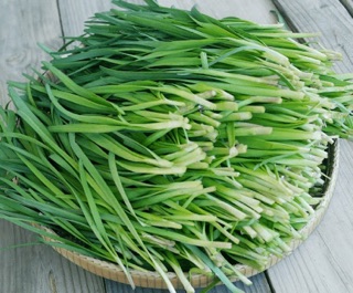 Hạt giống Hẹ ta F1