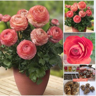 Củ giống hoa hồng mao lương hoa màu cam ( 1 củ kèm viên nén xơ dừa ươm củ )