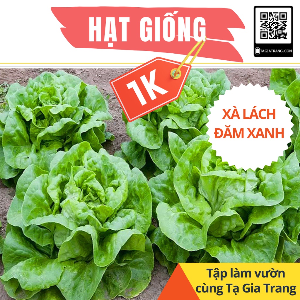 Deal 1K - 50 Hạt giống xà lách đăm (xà lách cuộn) xanh - Tập làm vườn cùng Tạ Gia Trang