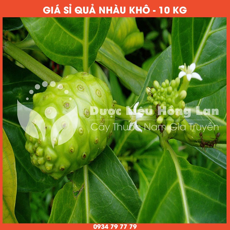 Cung cấp sỉ QUẢ NHÀU khô giá bán 10kg - Công ty dược liệu Hồng Lan