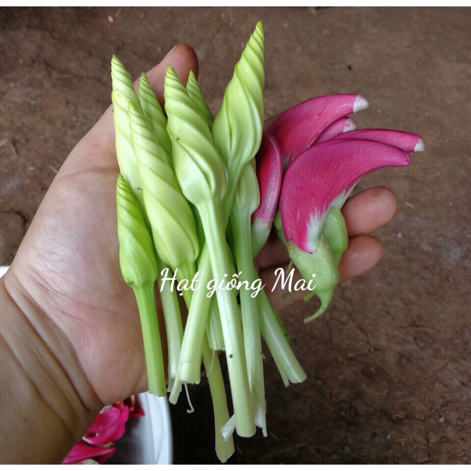 HẠT GIỐNG HOA CHÔM CHAN