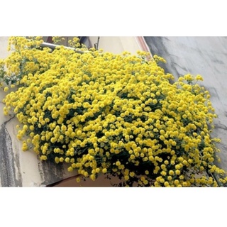 hạt giống cúc chi vàng -cúc làm trà