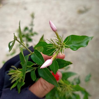 Cây nguyệt quế leo - Summer Garden