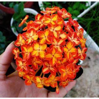 Trang Thái Phượng Hoàng Cam