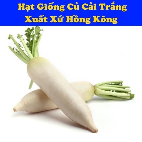 Củ Cải Trắng (20gr), Hạt Giống Nhập Khẩu Hồng Kông