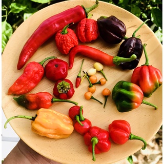 Hạt ớt giống Scotch Bonnet Red