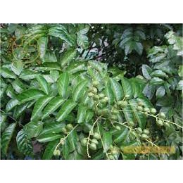Lá cây quất hồng Bì