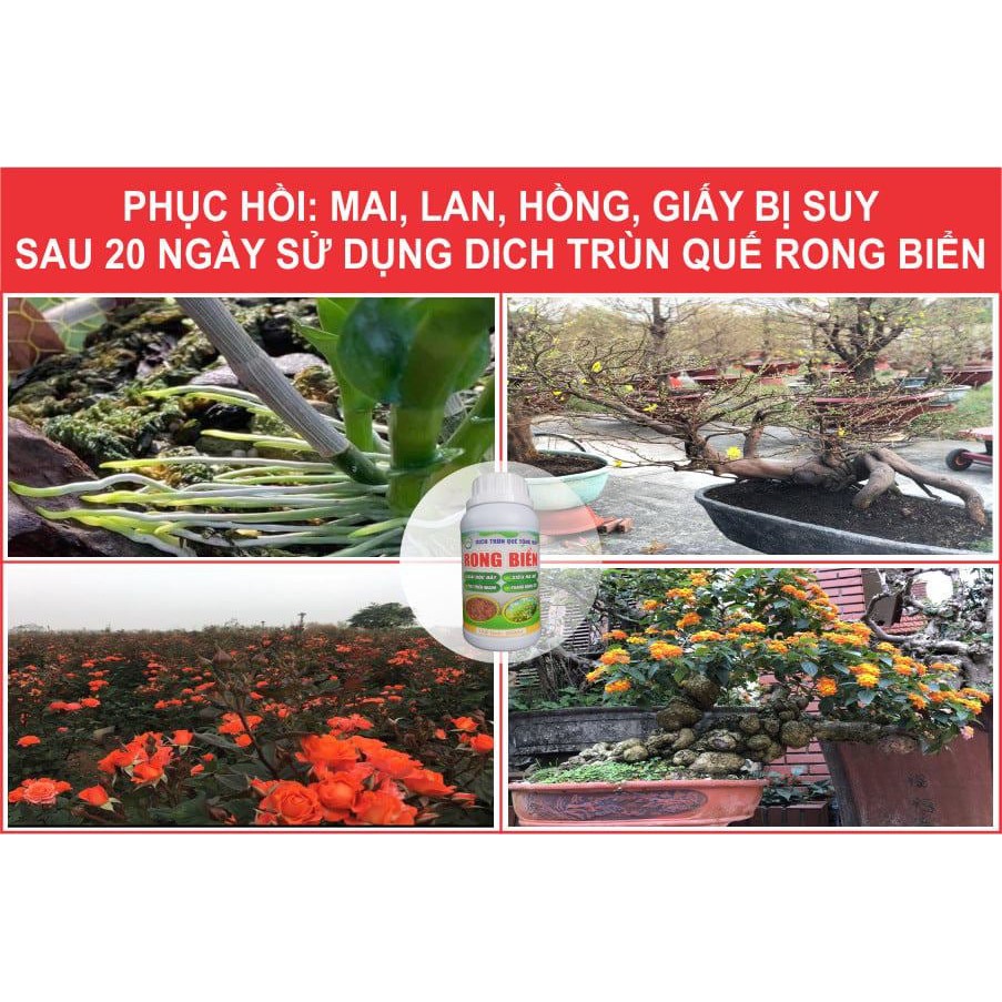 Phát cành, mập thân, siêu kích rễ, dưỡng hoa quả thay thế phân bón NPK - phân bón hữu cơ Phú Nông farm 1 lít