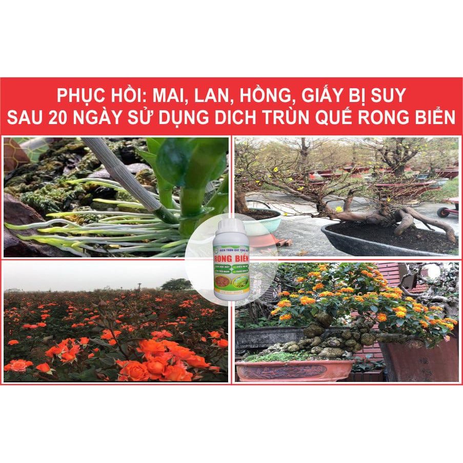 [Siêu mạnh] Phát cành, mập thân, siêu kích rễ, dưỡng hoa quả thay thế phân bón NPK - phân bón hữu cơ Phú Nông farm 1 lít