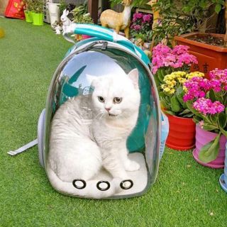 Balo kính trong suốt cho thú cưng