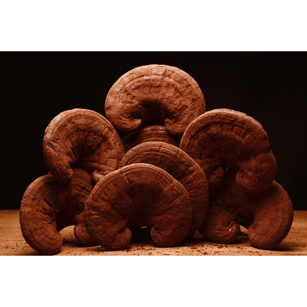 Nấm linh chi đỏ còn nguyên bào tử LOKA túi 250g 500g