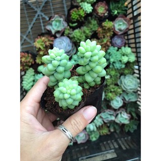 Sen đá size bầu