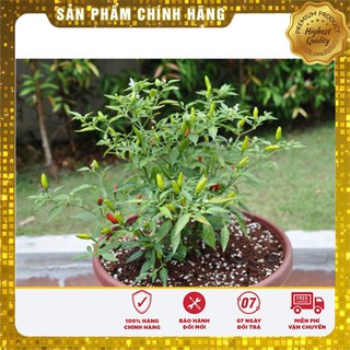 Bộ Gói Hạt Giống Cây Ớt Chỉ Thiên