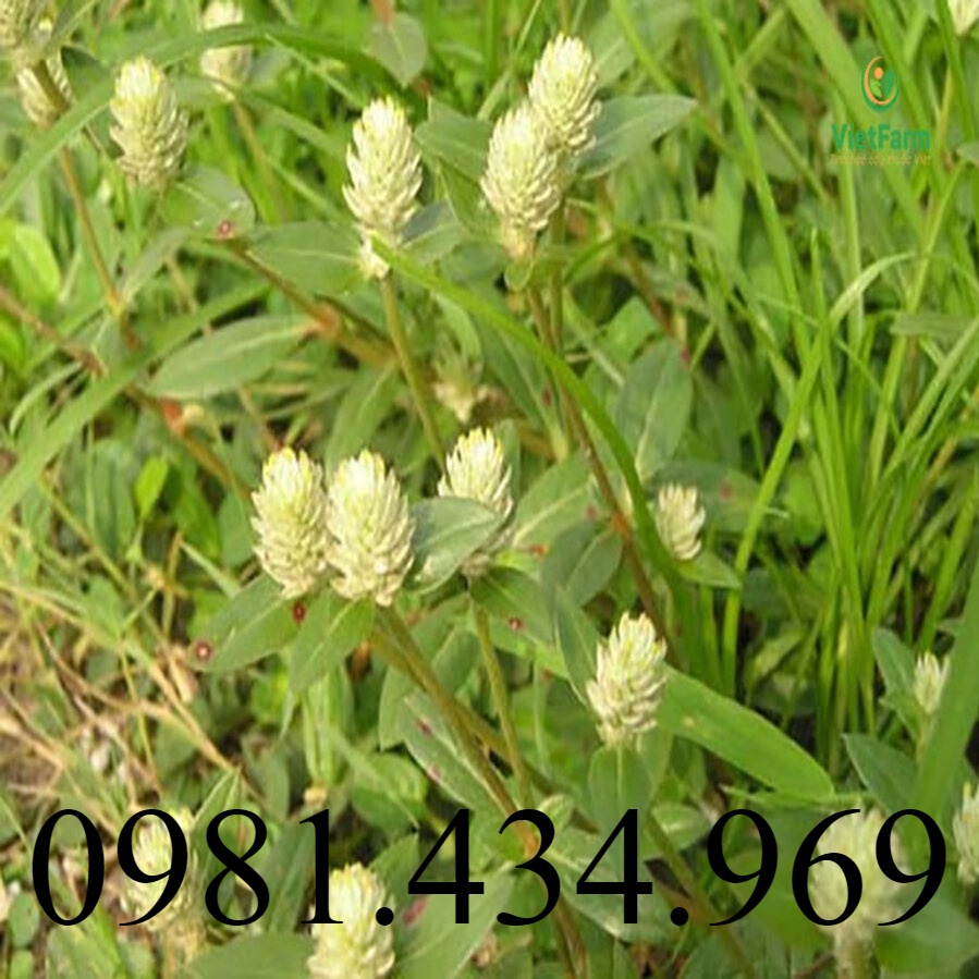 Nở Ngày Đất Phơi Khô Loại Một 01KG