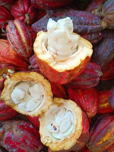 Bột Cacao Daklak hàng chuẩn công ty nguyên chất thơm ngon hộp 500g