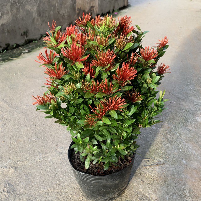 Cây mẫu đơn đỏ  - cây cảnh sân vườn