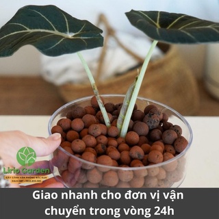 1kg đất sét nung , viên đất nung