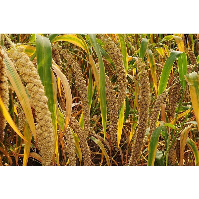 Kê nếp nghệ an 1kg hàng chuẩn