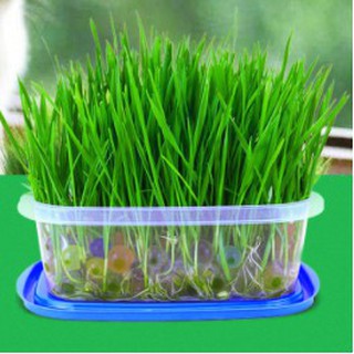 BỘ DỤNG CỤ VÀ HẠT GIỐNG CỎ MÈO