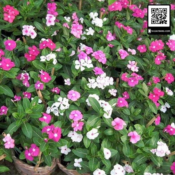 Hạt giống hoa dừa cạn lùn lai F1 mix