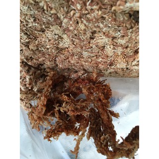 Dớn chi lê con sâu 100gr dùng ươm cây con