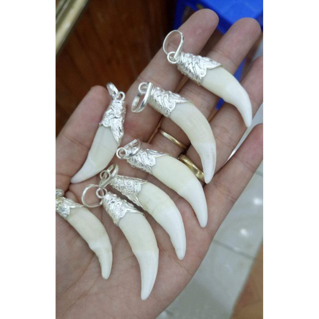 Nanh sói bọc bạc