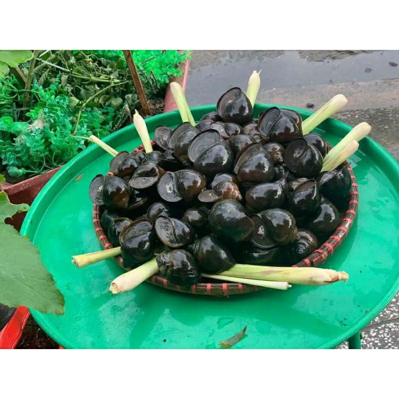 ốc 🐌 bươu vàng tươi đặc sản miền tây
