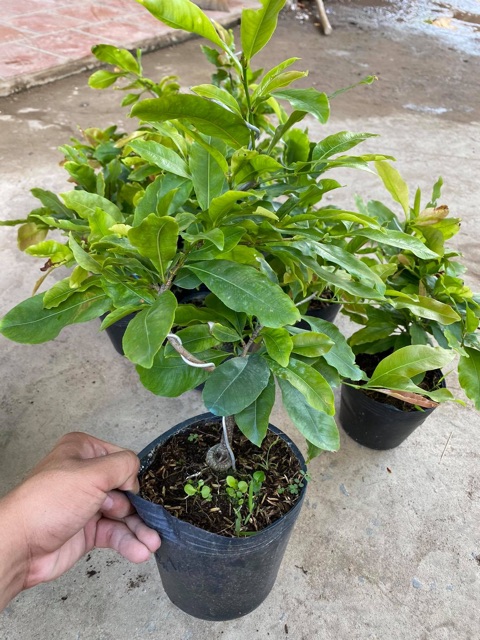 Hoa mai dảo lá gai
