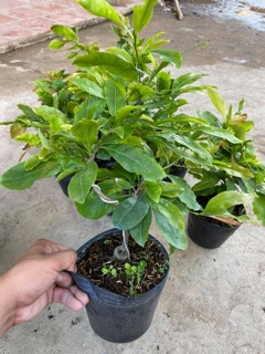 Hoa mai dảo lá gai_cây ghép chuẩn