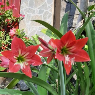 Củ Lan Huệ Đỏ đang hoa