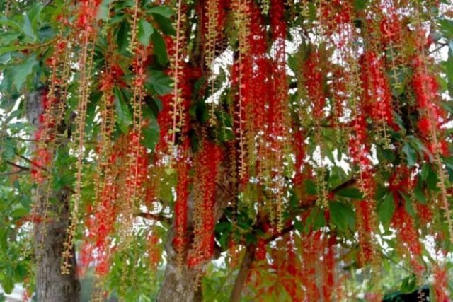 Cây Lộc vừng... siêu hoa