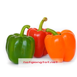 Hạt giống ớt ngọt