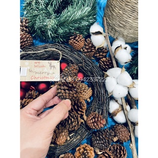 Quả thông khô ,set 10 trái thông khô.