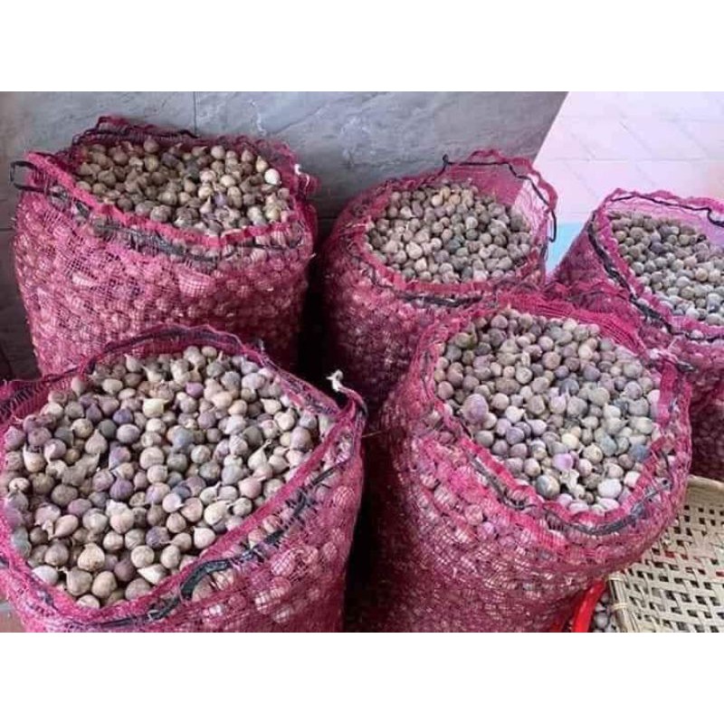 TỎI CÔ ĐƠN PHÙ YÊN SƠN LA CHUẨN XỊN