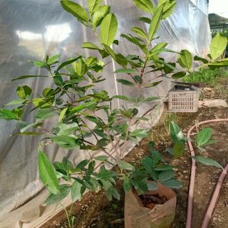 Combo 1 cây chery lùn +1 việt quất tặng kèm túi phân