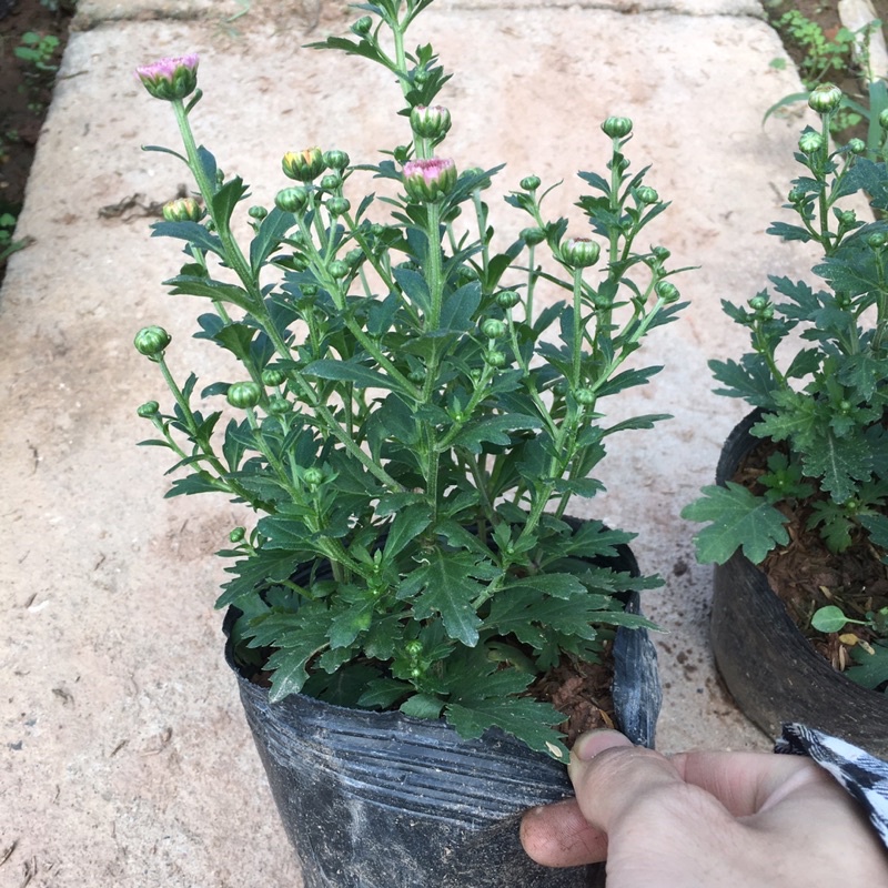 Hoa Cúc Nhiều Màu