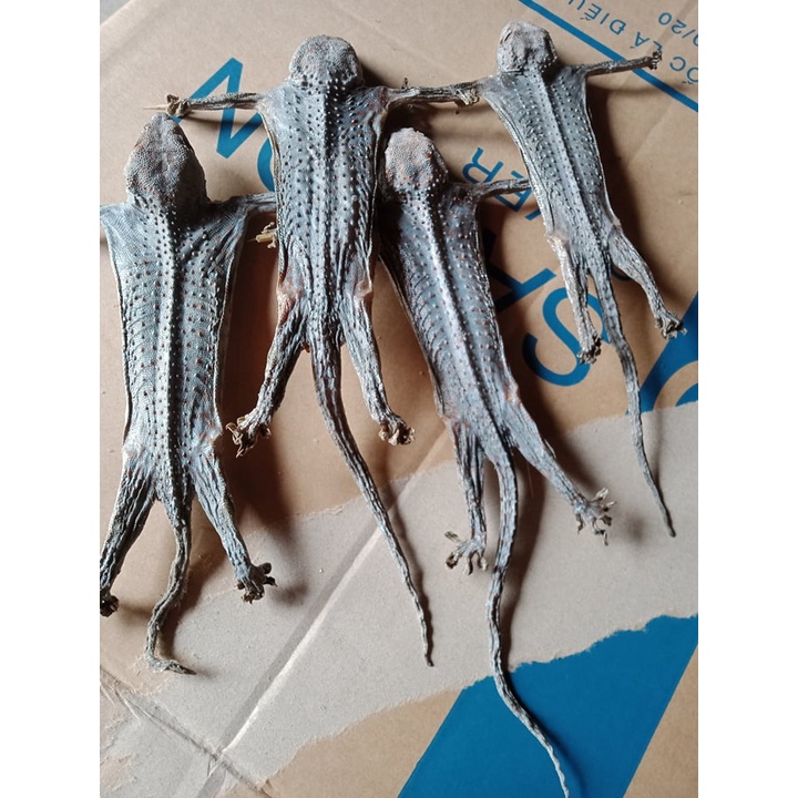 2 con tắc kè khô