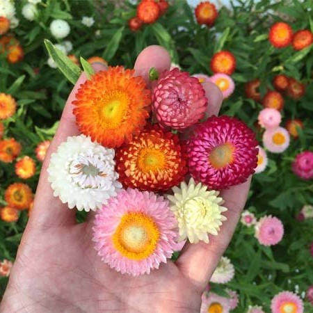 Hạt giống hoa cúc bất tử - gói 50 hạt TẶNG kèm 3 viên nén ươm hạt