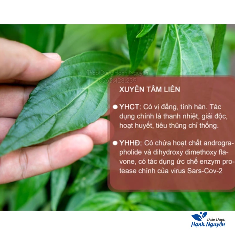 Xuyên tâm liên khô 500g (Trà xuyên tâm niên bổ ph.ổi, giảm mẩn ngứa, kh.áng sinh tự nhiên) - Thảo Dược Hạnh Nguyên