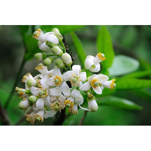 Hoa bưởi sấy khô 100g