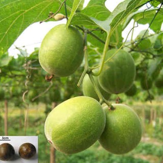 quả la hán