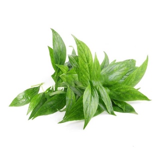 Hạt Giống Xuyên Tâm Liên