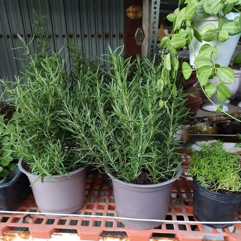 cây hương thảo rất thơm (rosemary)